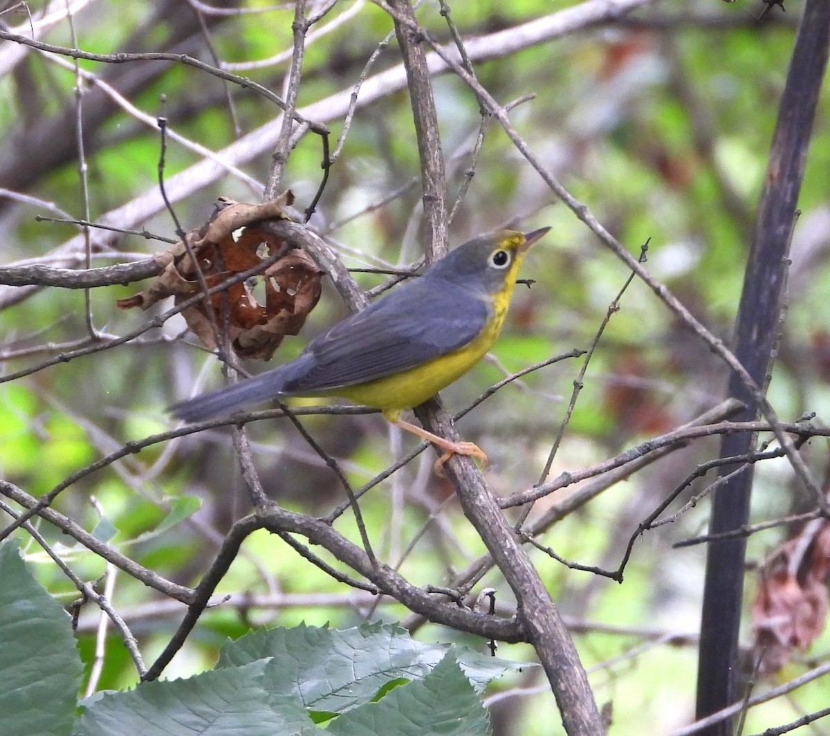 Canada Warbler - ML641088373