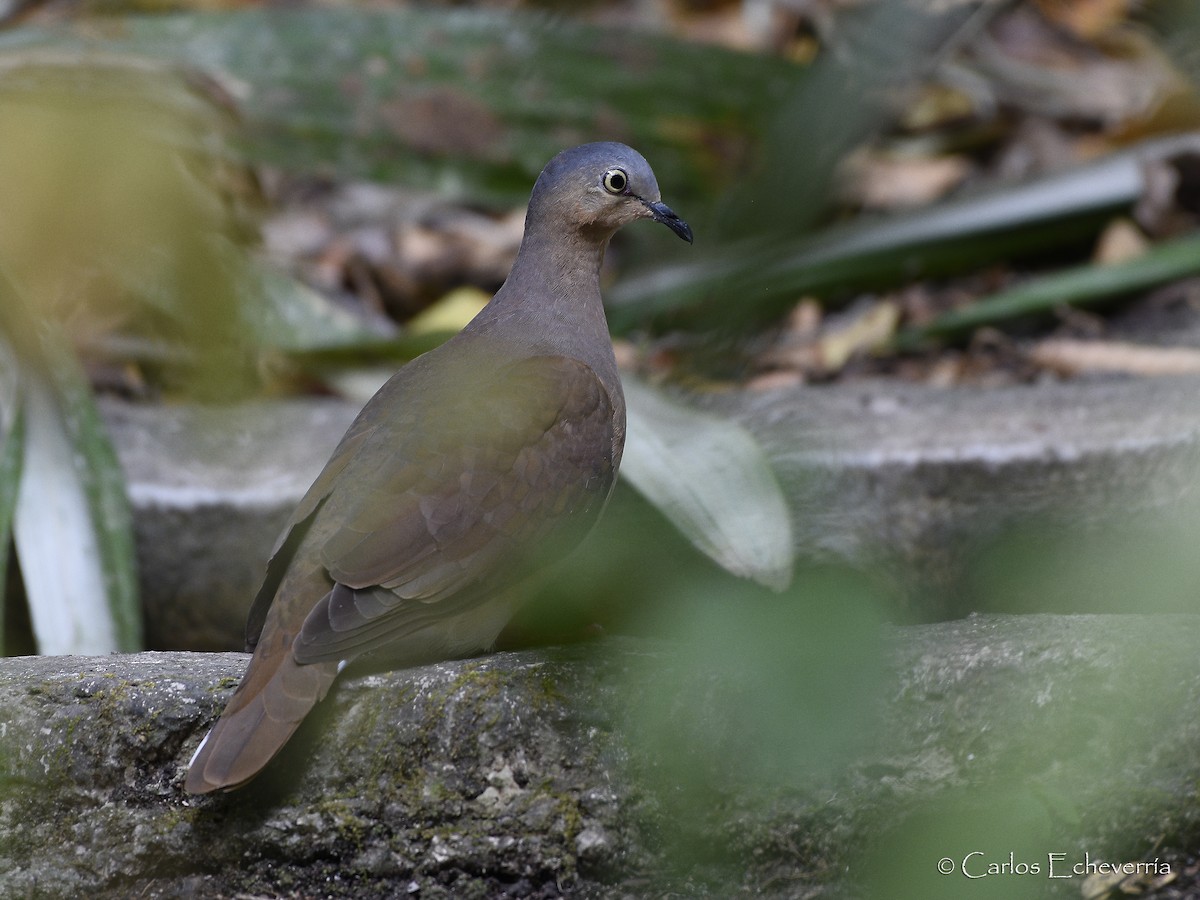 Gray-headed Dove - ML64108841