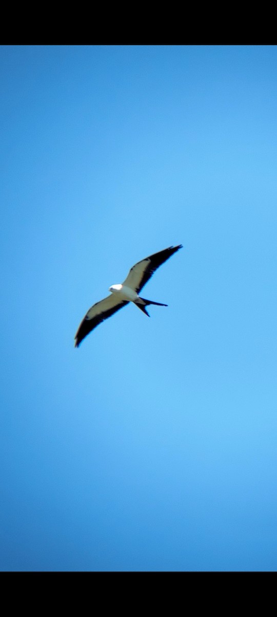 Swallow-tailed Kite - ML641088425