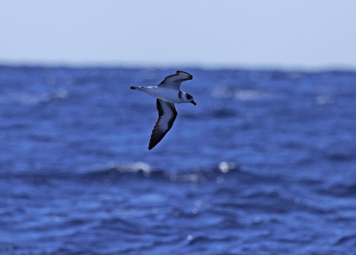 Black-capped Petrel - ML641088433