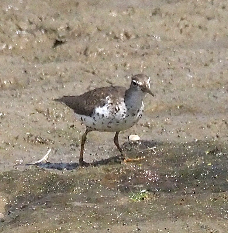 Andarríos Maculado - ML641088449