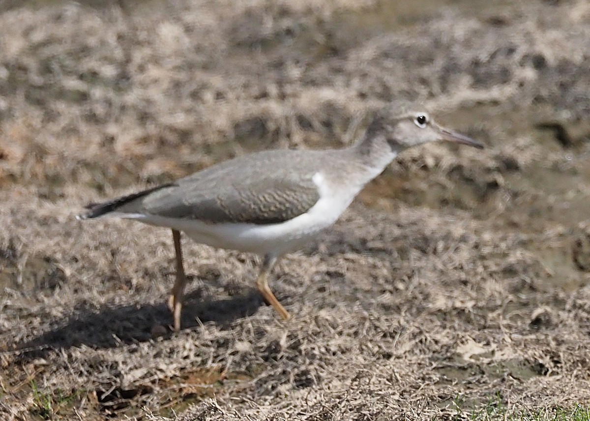 Andarríos Maculado - ML641088450