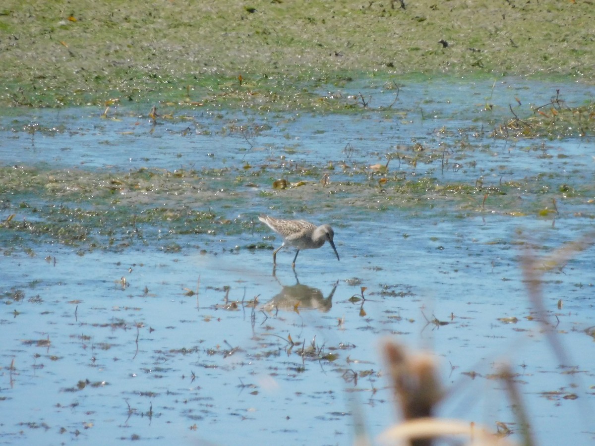 Stilt Sandpiper - ML641088455