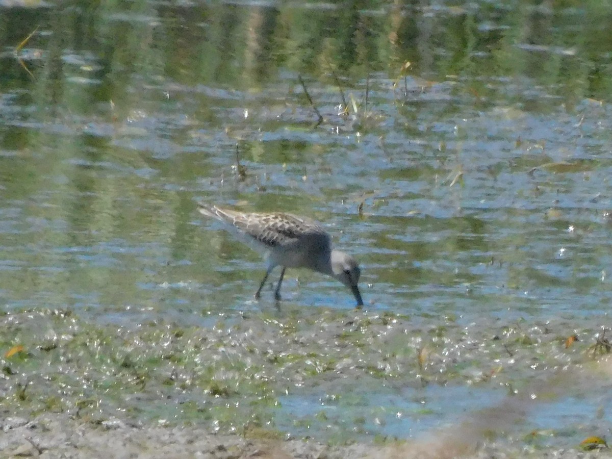 Stilt Sandpiper - ML641088456