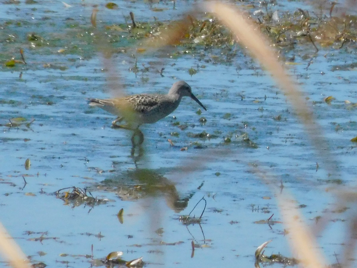Stilt Sandpiper - ML641088457