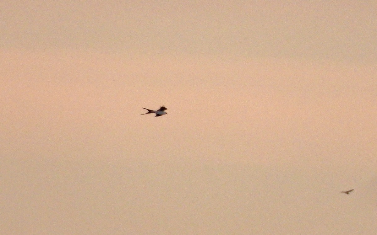 Swallow-tailed Kite - ML641088485