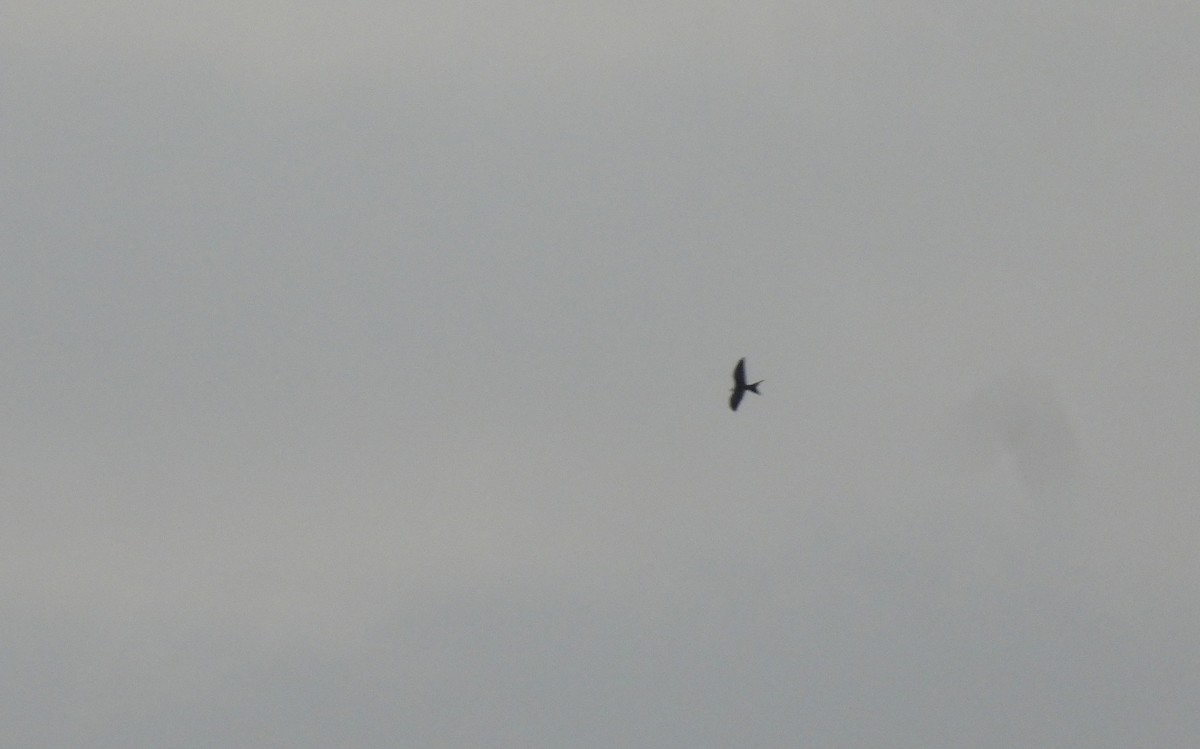 Swallow-tailed Kite - ML641088486