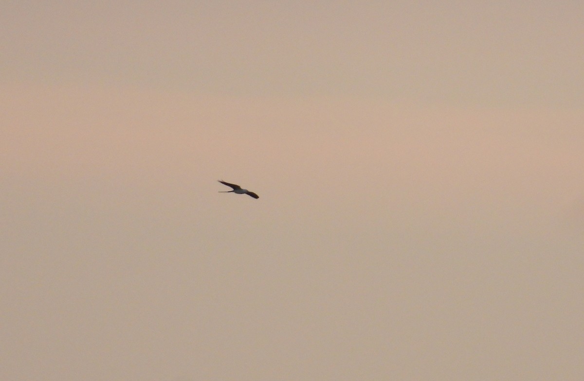 Swallow-tailed Kite - ML641088487