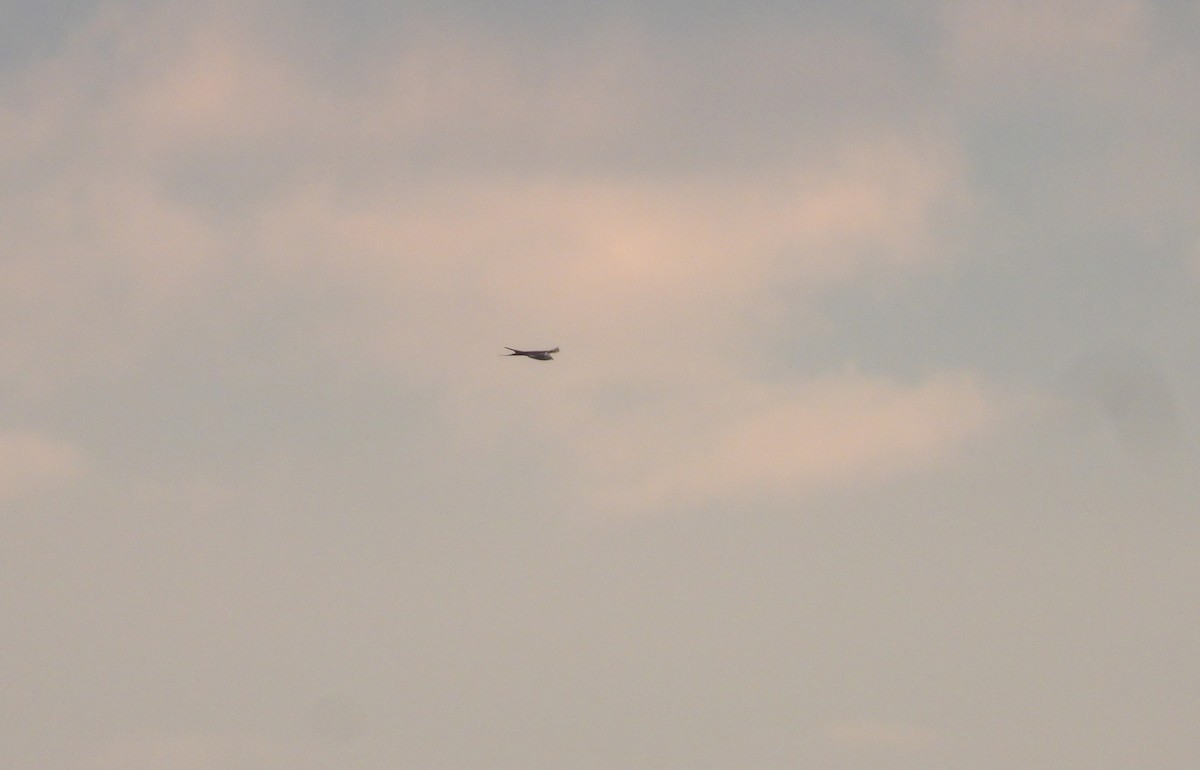 Swallow-tailed Kite - ML641088489