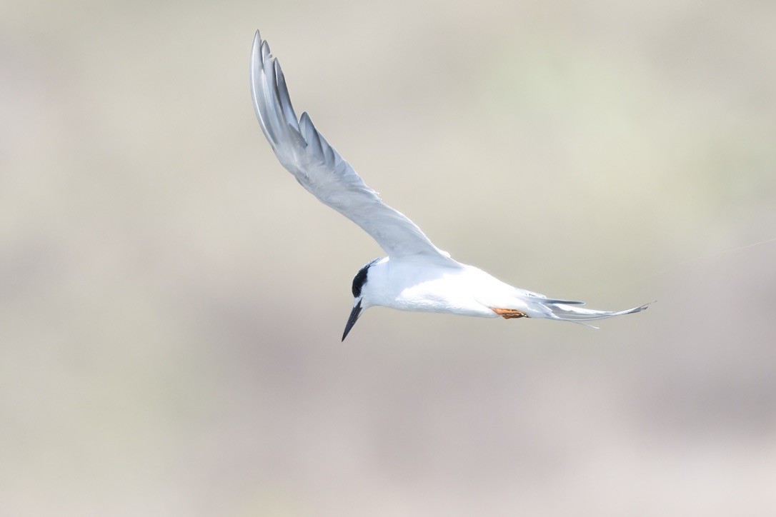Forster's Tern - ML641088537