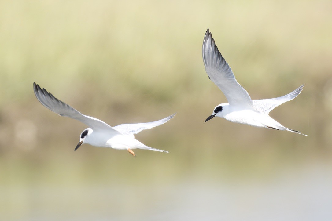 Forster's Tern - ML641088541