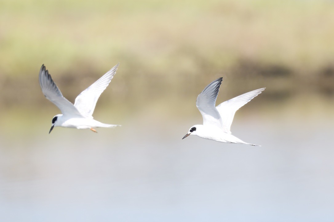 Forster's Tern - ML641088542