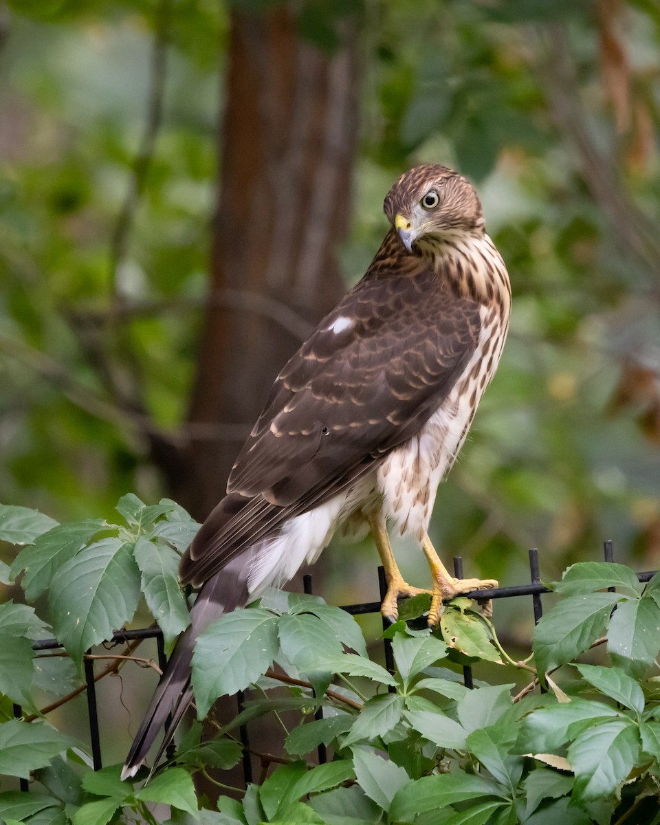 Cooper's Hawk - ML641088551