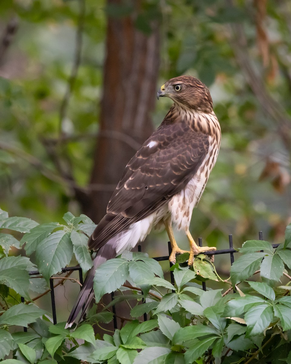 Cooper's Hawk - ML641088552