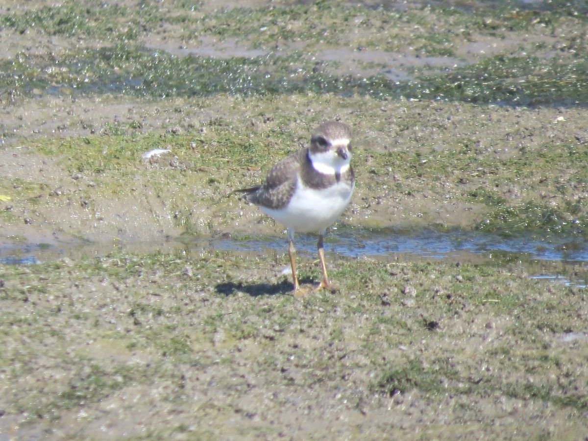 Semipalmated Plover - ML641088600