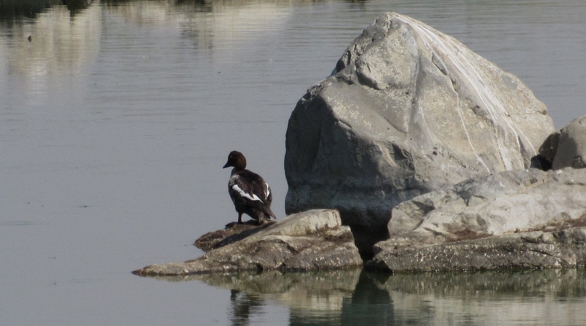 Common Goldeneye - ML641088609