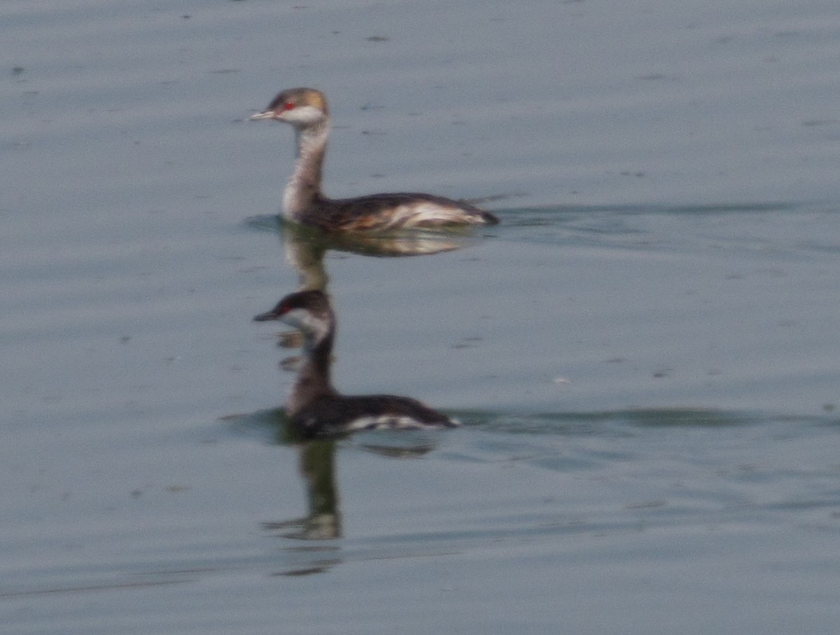 Horned Grebe - ML641088616