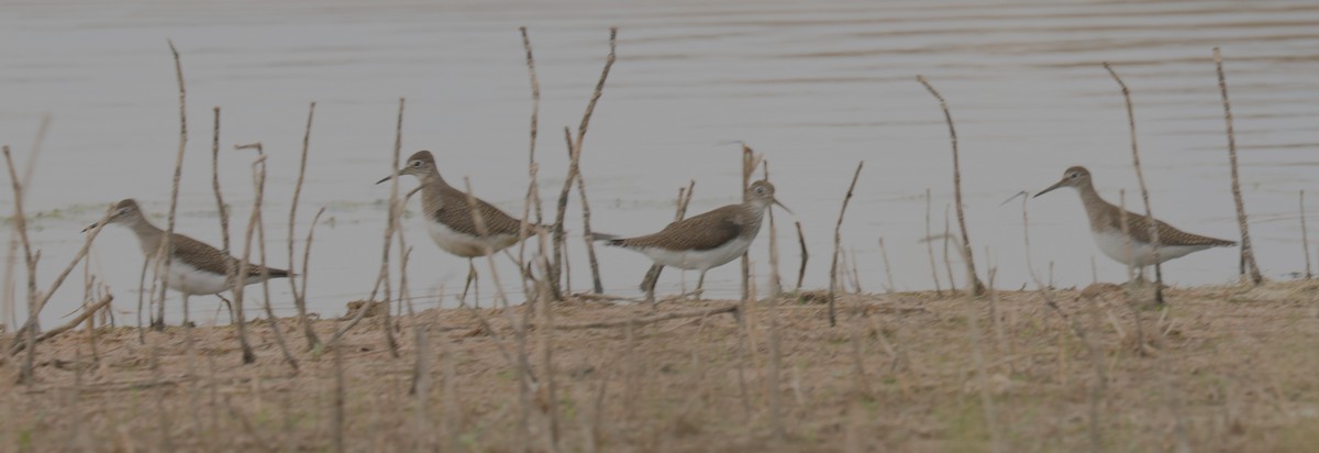 Solitary Sandpiper - ML641088625