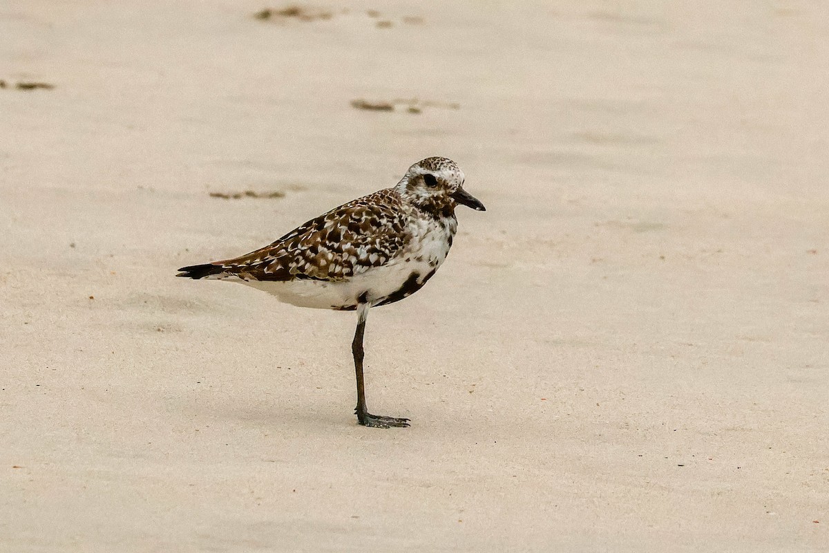 Black-bellied Plover - ML641088639