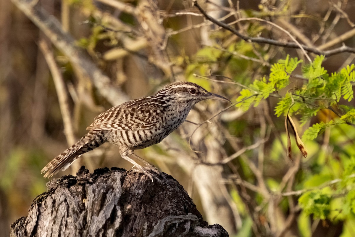 Yucatan Wren - ML641088661