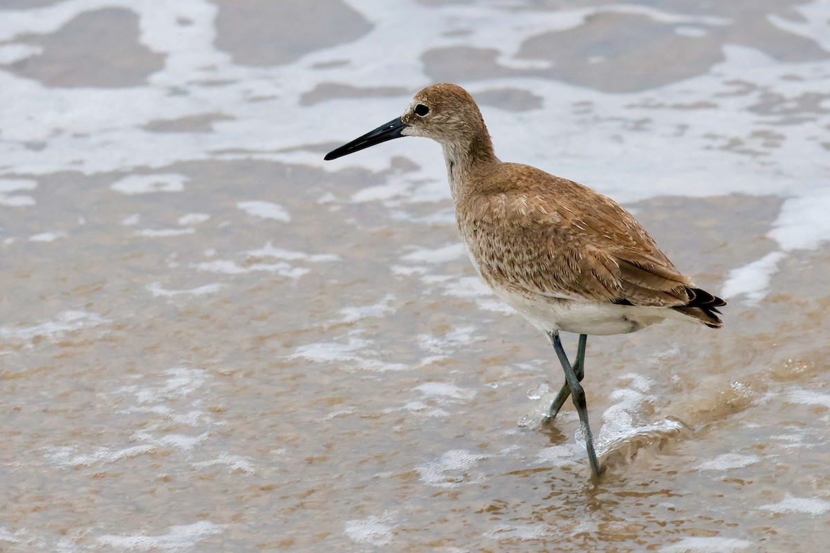 Willet - ML641088662