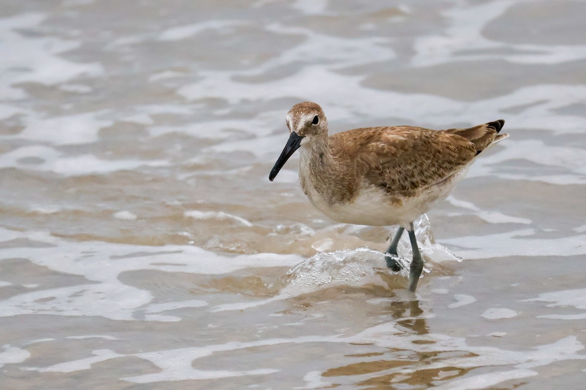 Willet - ML641088663