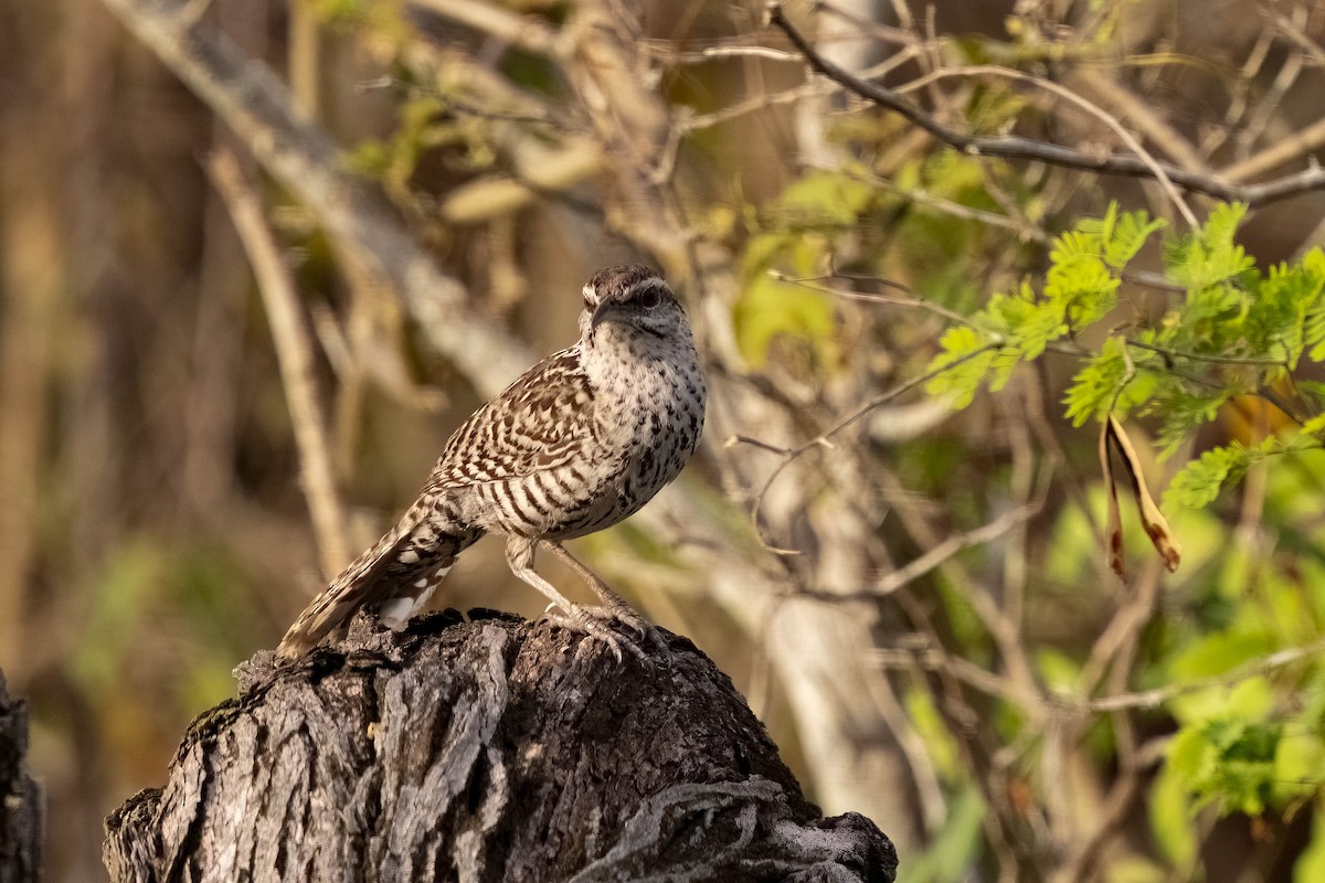 Yucatan Wren - ML641088669