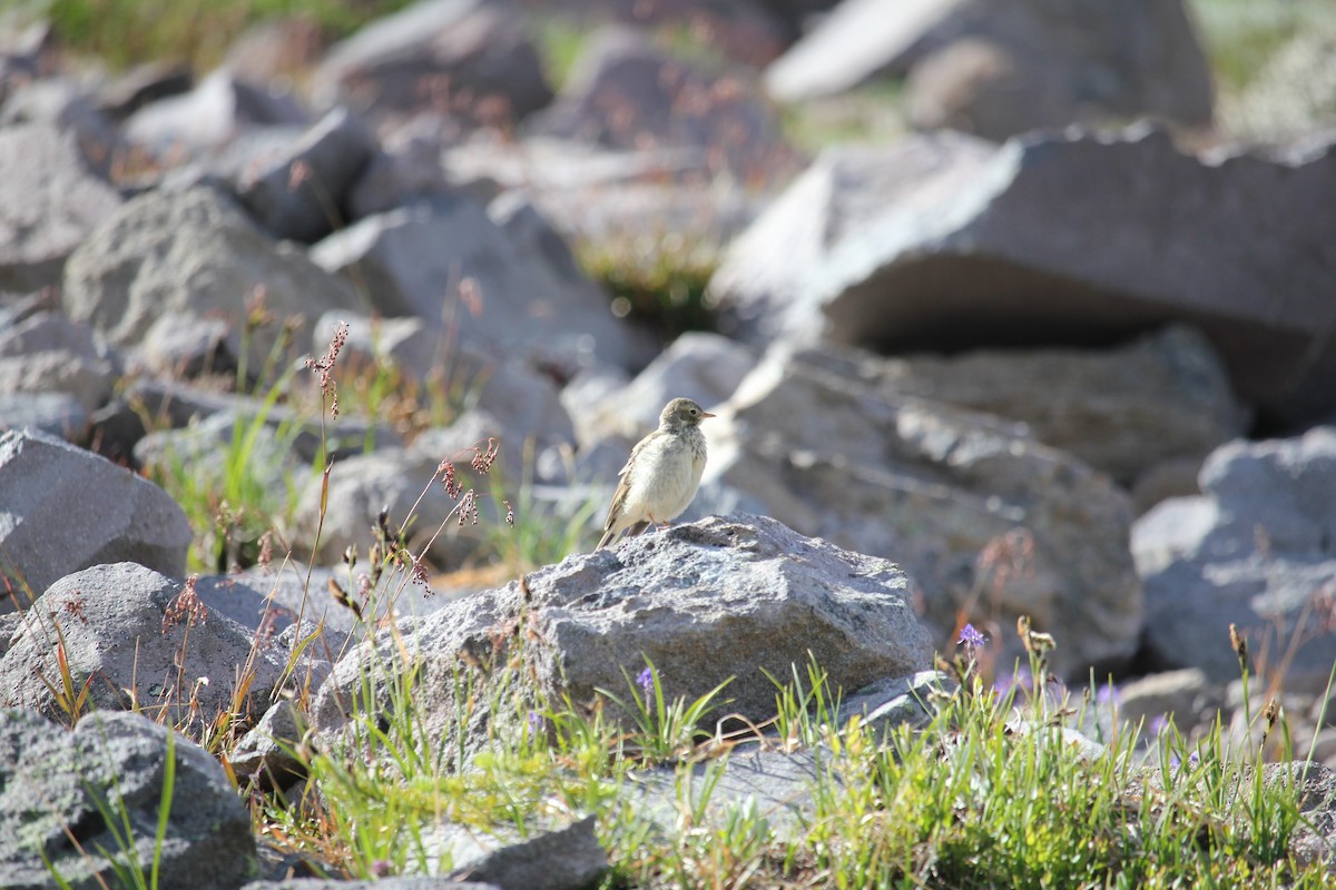 American Pipit - ML641088671