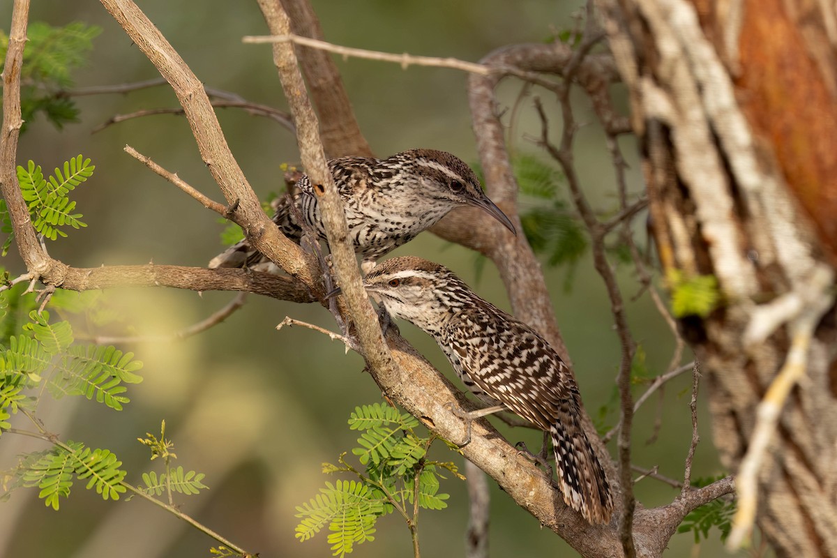 Yucatan Wren - ML641088674