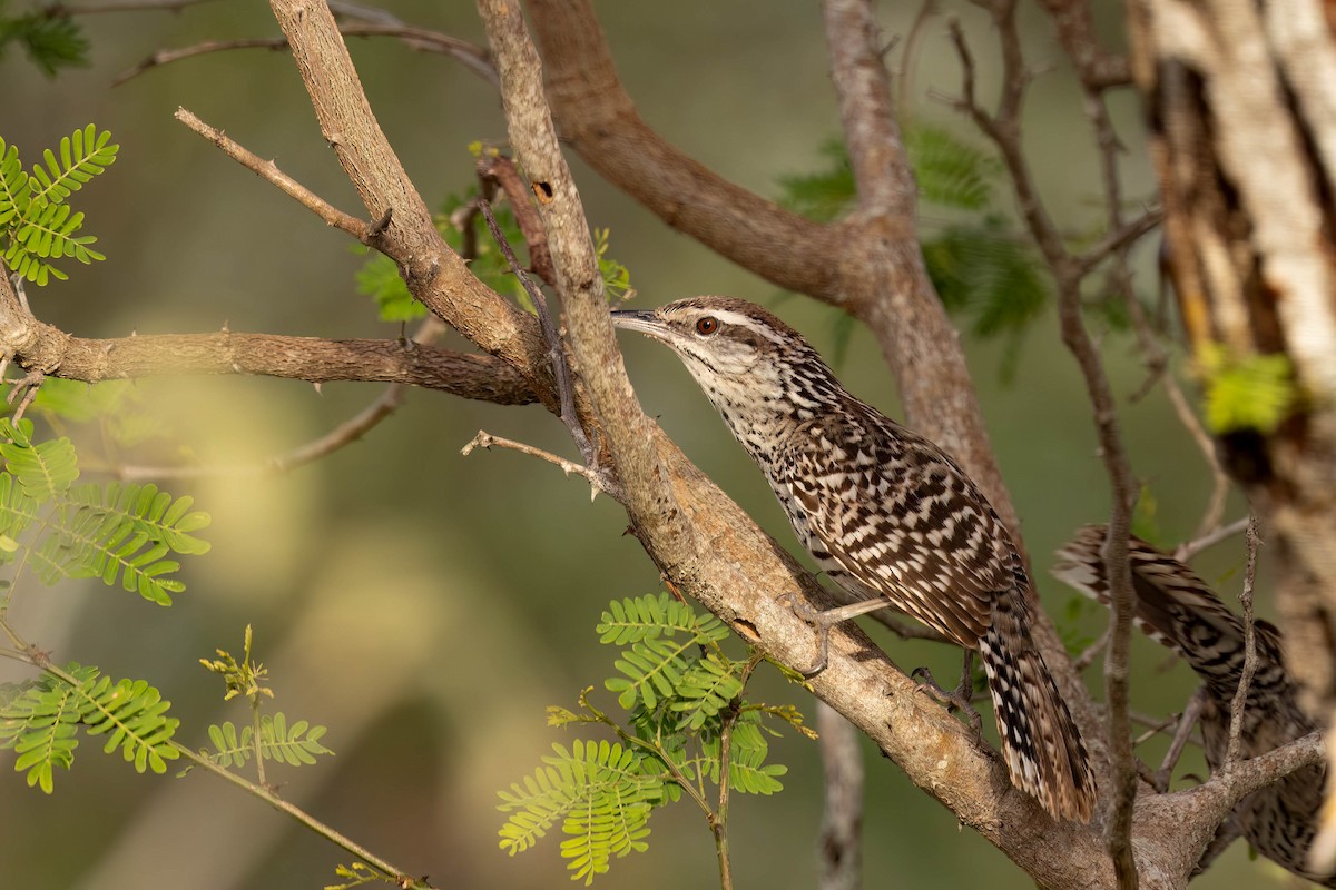 Yucatan Wren - ML641088678