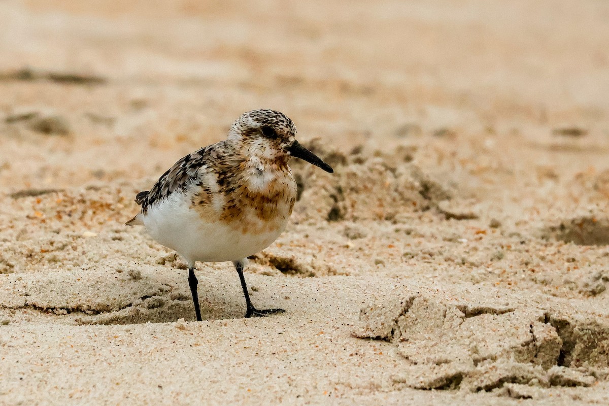 Sanderling - ML641088694