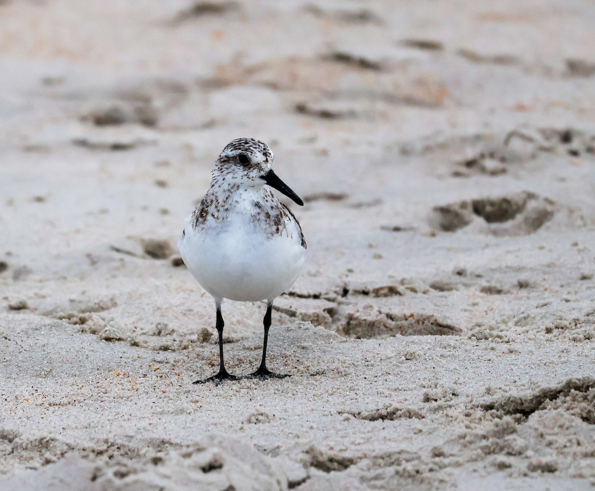 Sanderling - ML641088696