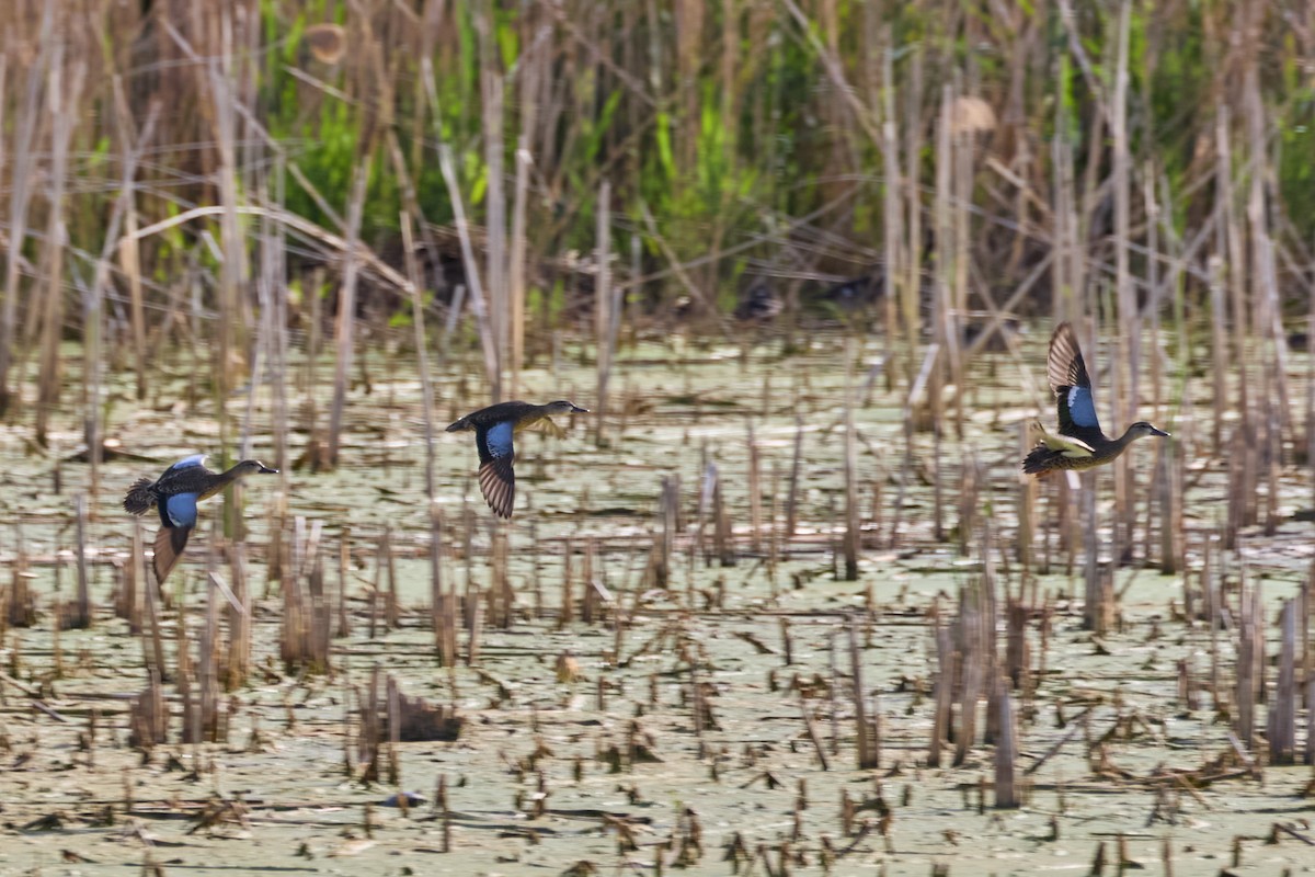 Blue-winged Teal - ML641088709