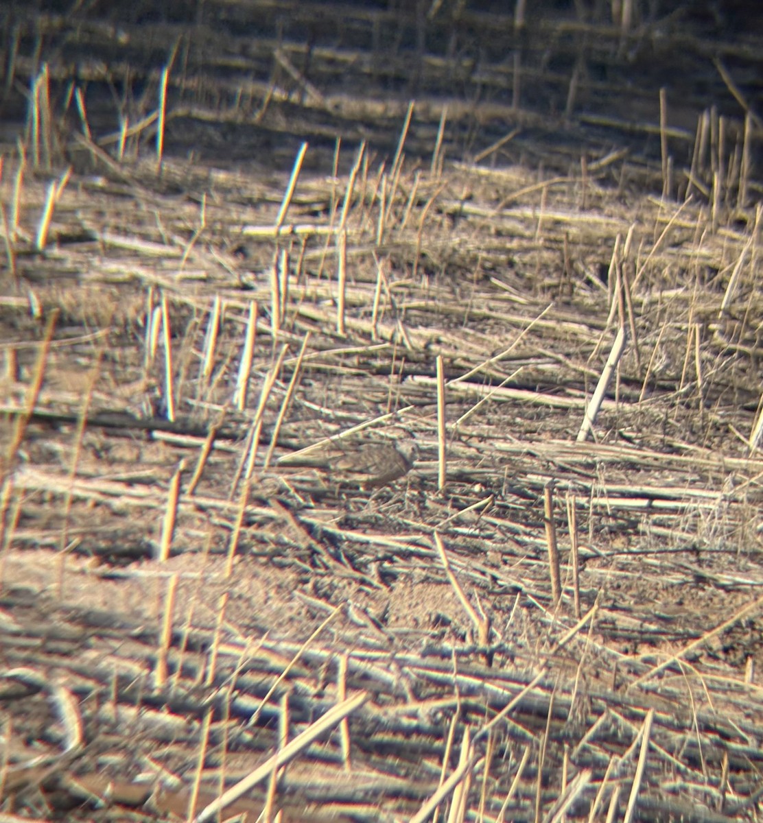 Inca Dove - ML641088719