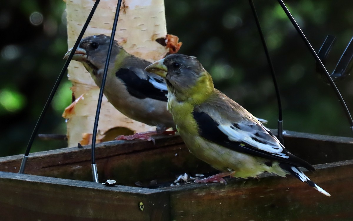 Evening Grosbeak - ML641088743