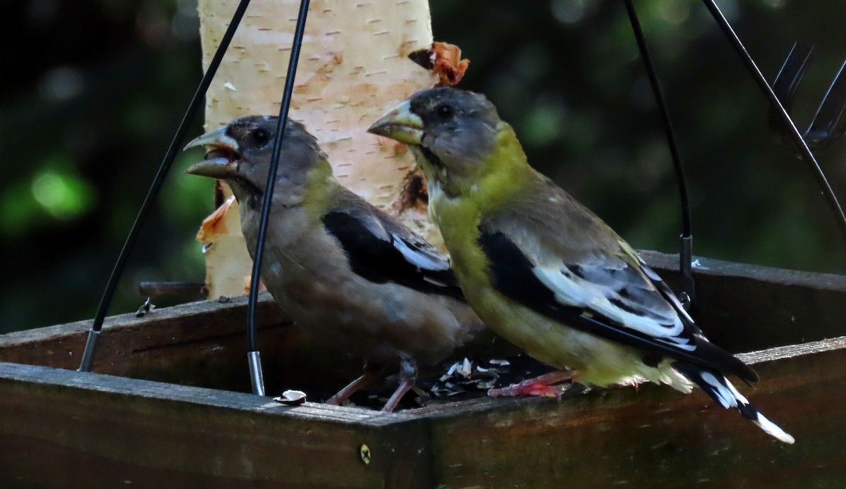 Evening Grosbeak - ML641088744