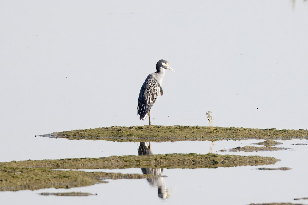 Yellow-crowned Night Heron - ML641088746