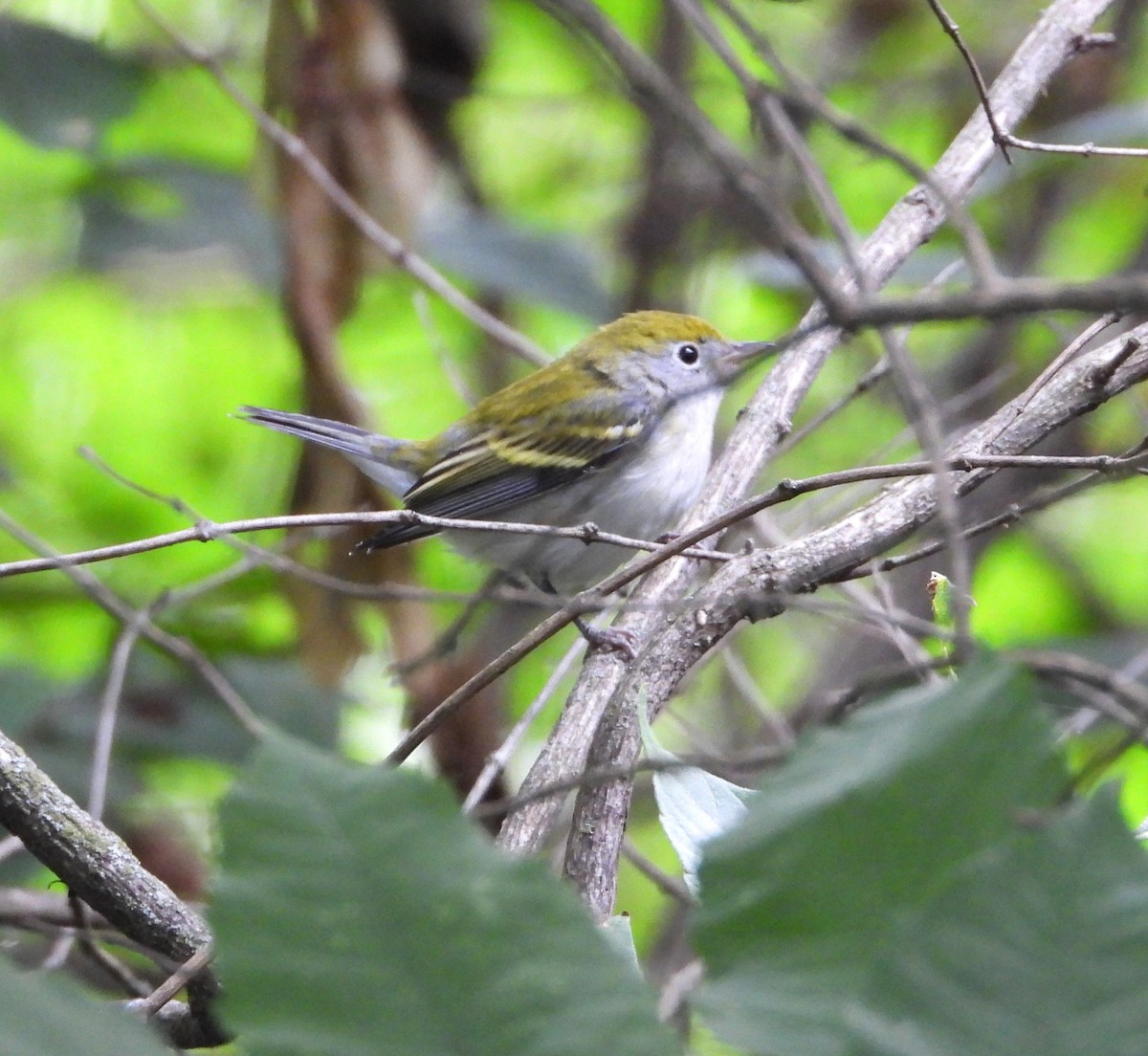 Chestnut-sided Warbler - ML641088749