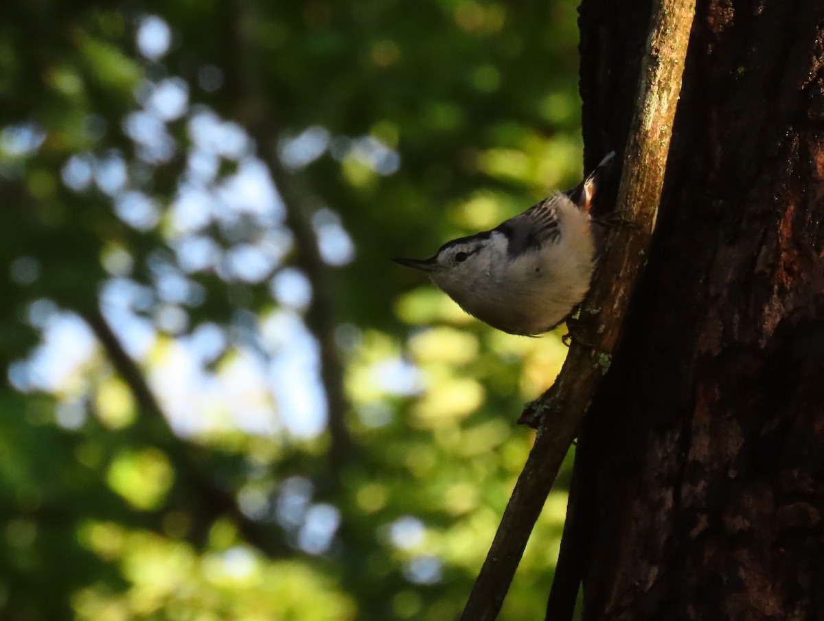 White-breasted Nuthatch - ML641088751