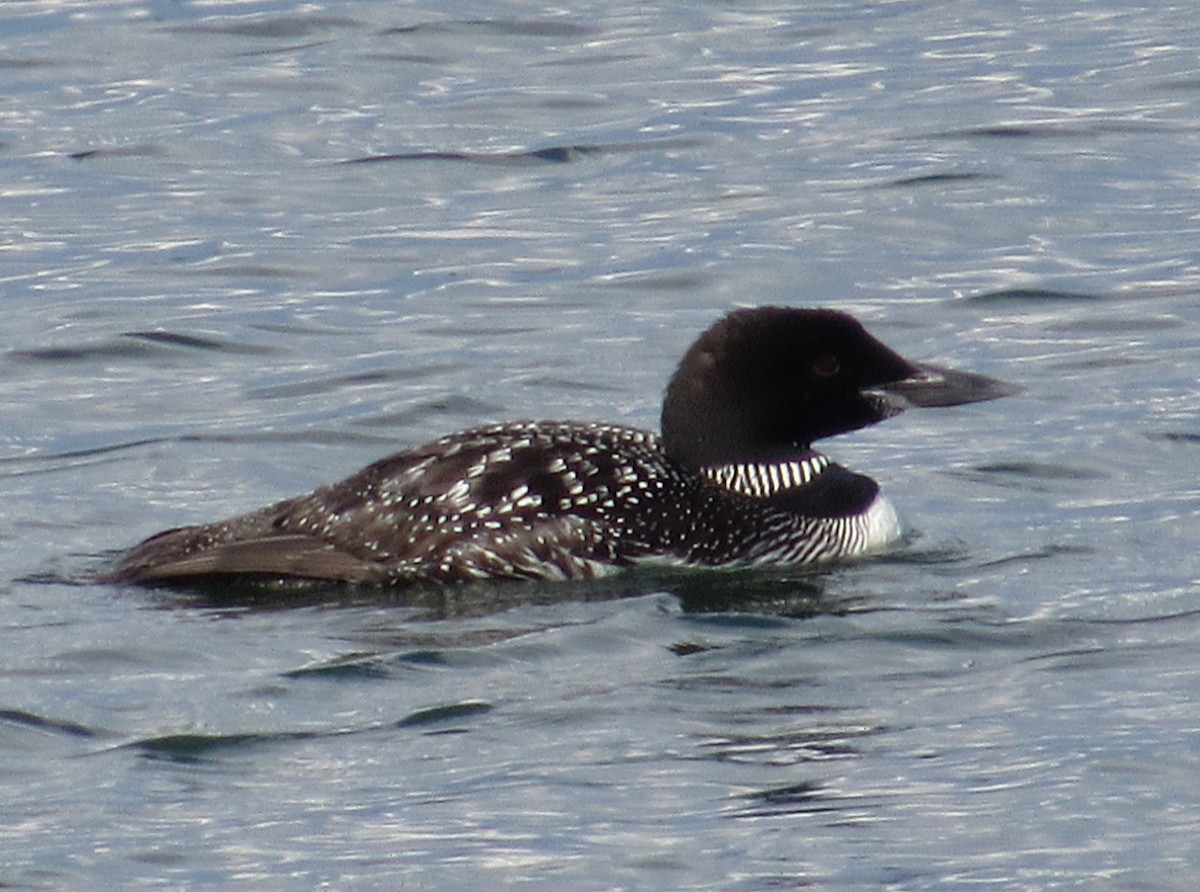 Common Loon - ML641088753