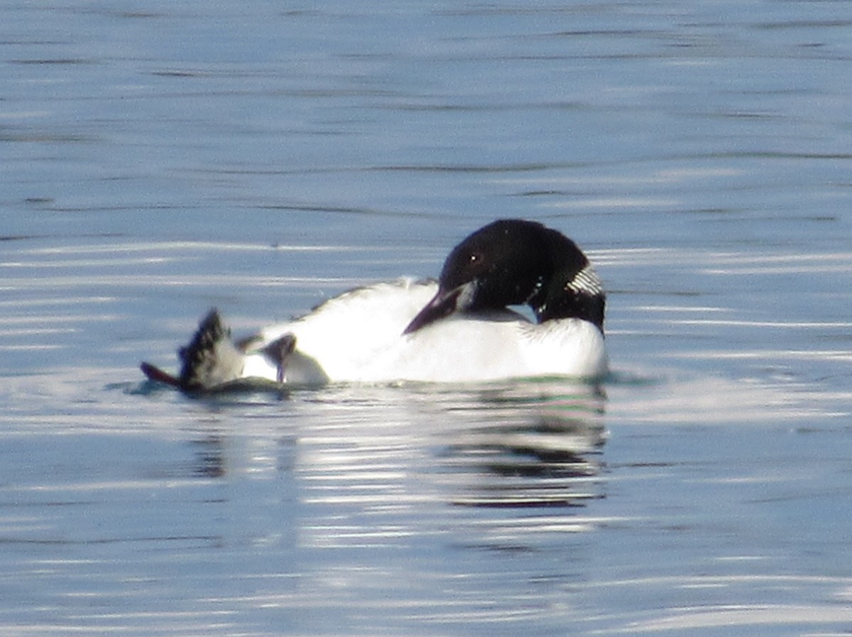 Common Loon - ML641088754