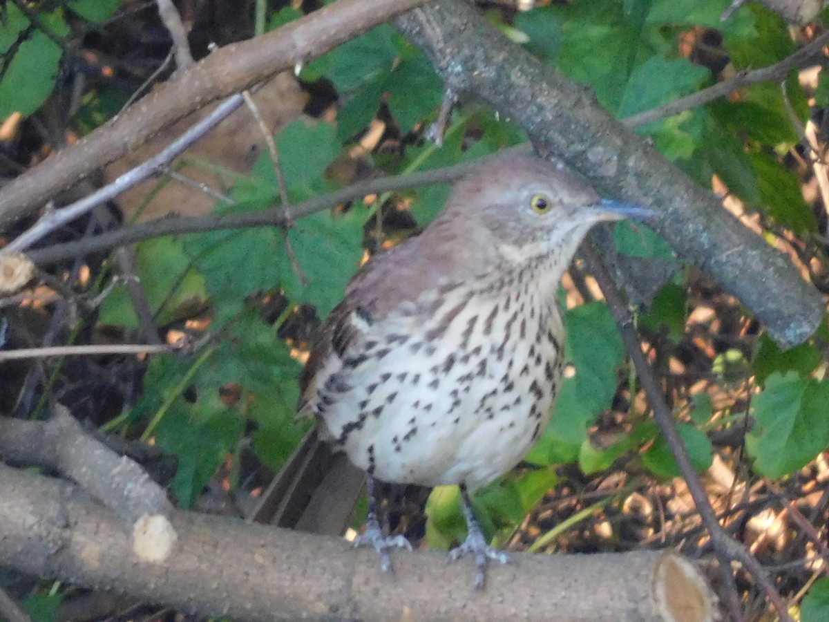 Brown Thrasher - ML641088767