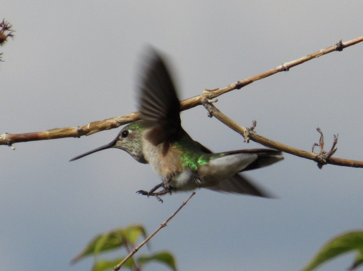 Broad-tailed Hummingbird - ML641088771