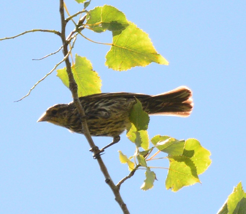 Red-winged Blackbird - ML641088778