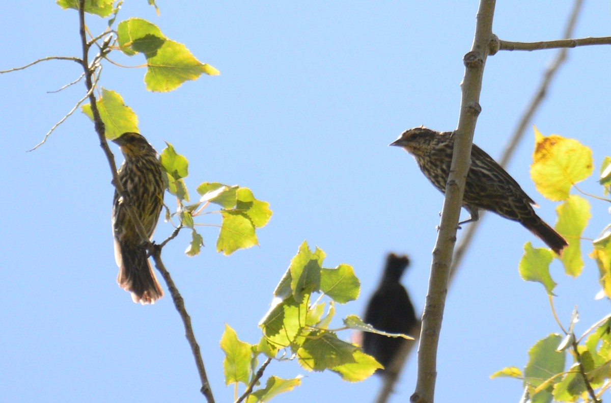 Red-winged Blackbird - ML641088779