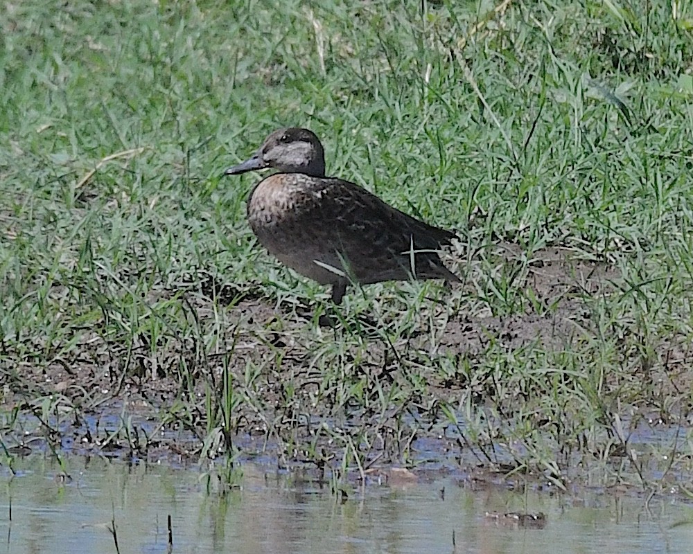 Green-winged Teal (American) - ML641088783