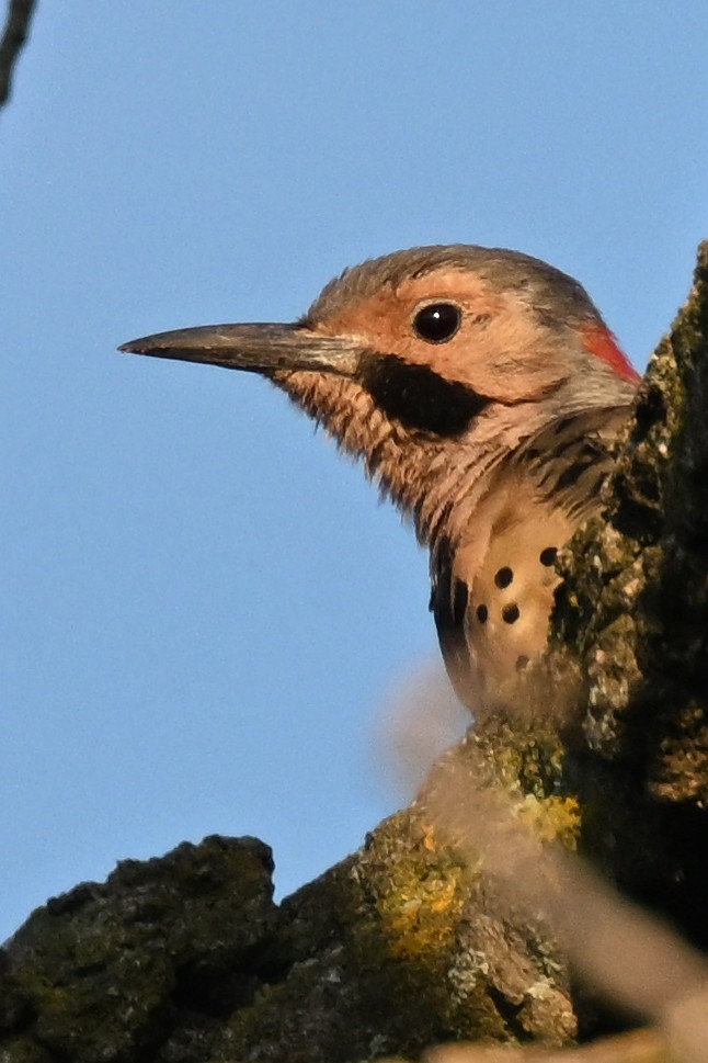 Northern Flicker - ML641088786