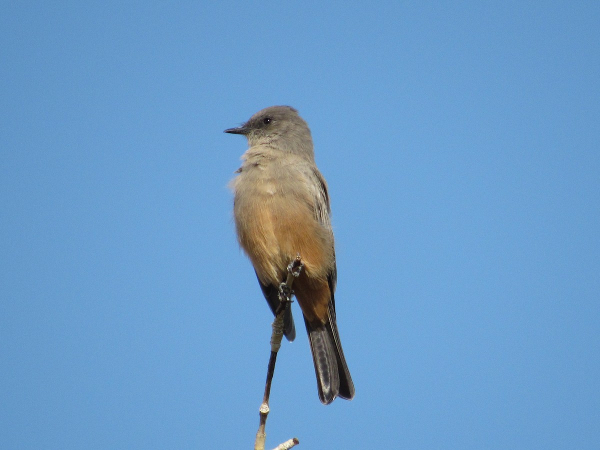 Say's Phoebe - ML641088813