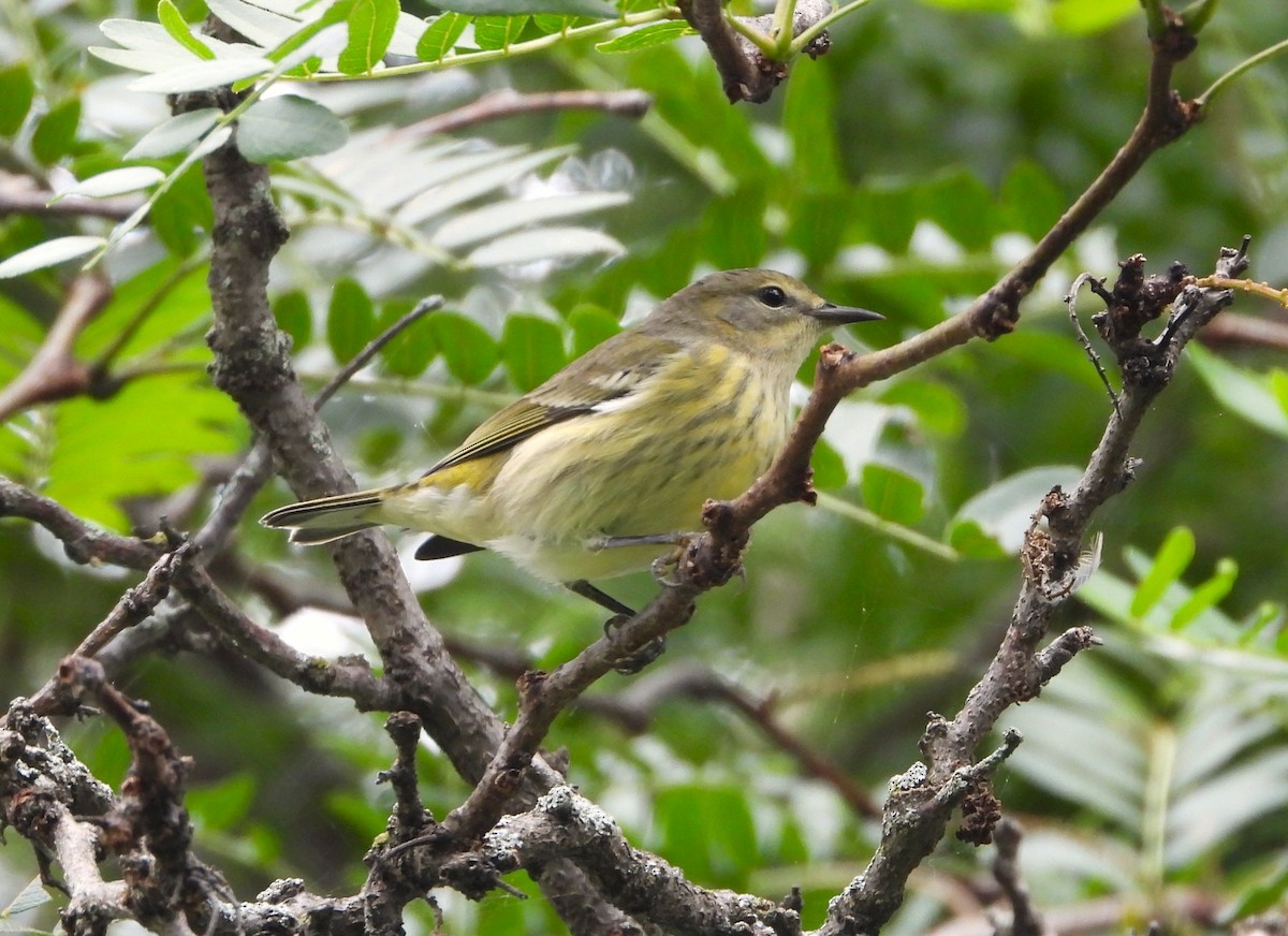 Cape May Warbler - ML641088836
