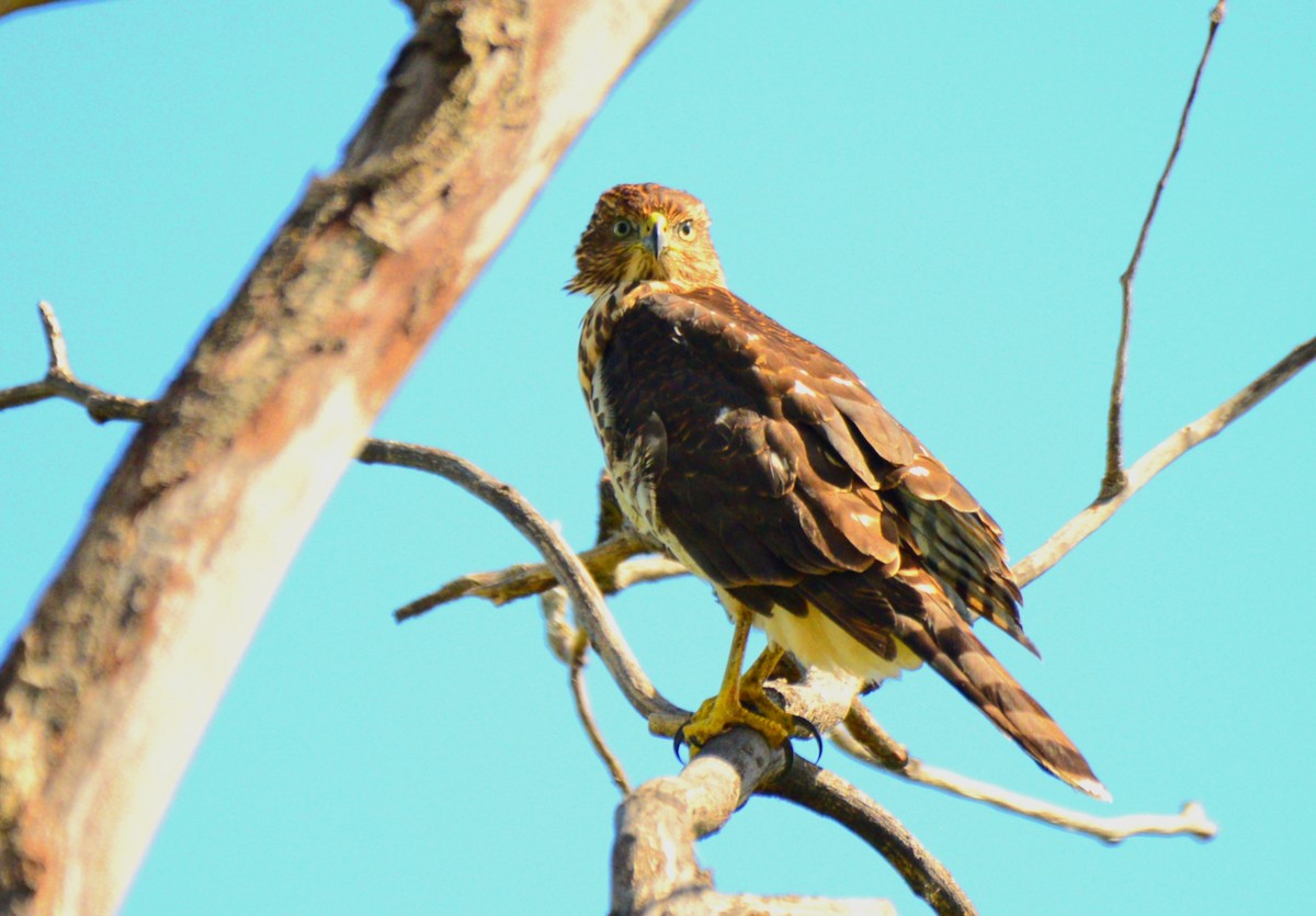 Cooper's Hawk - ML641088837